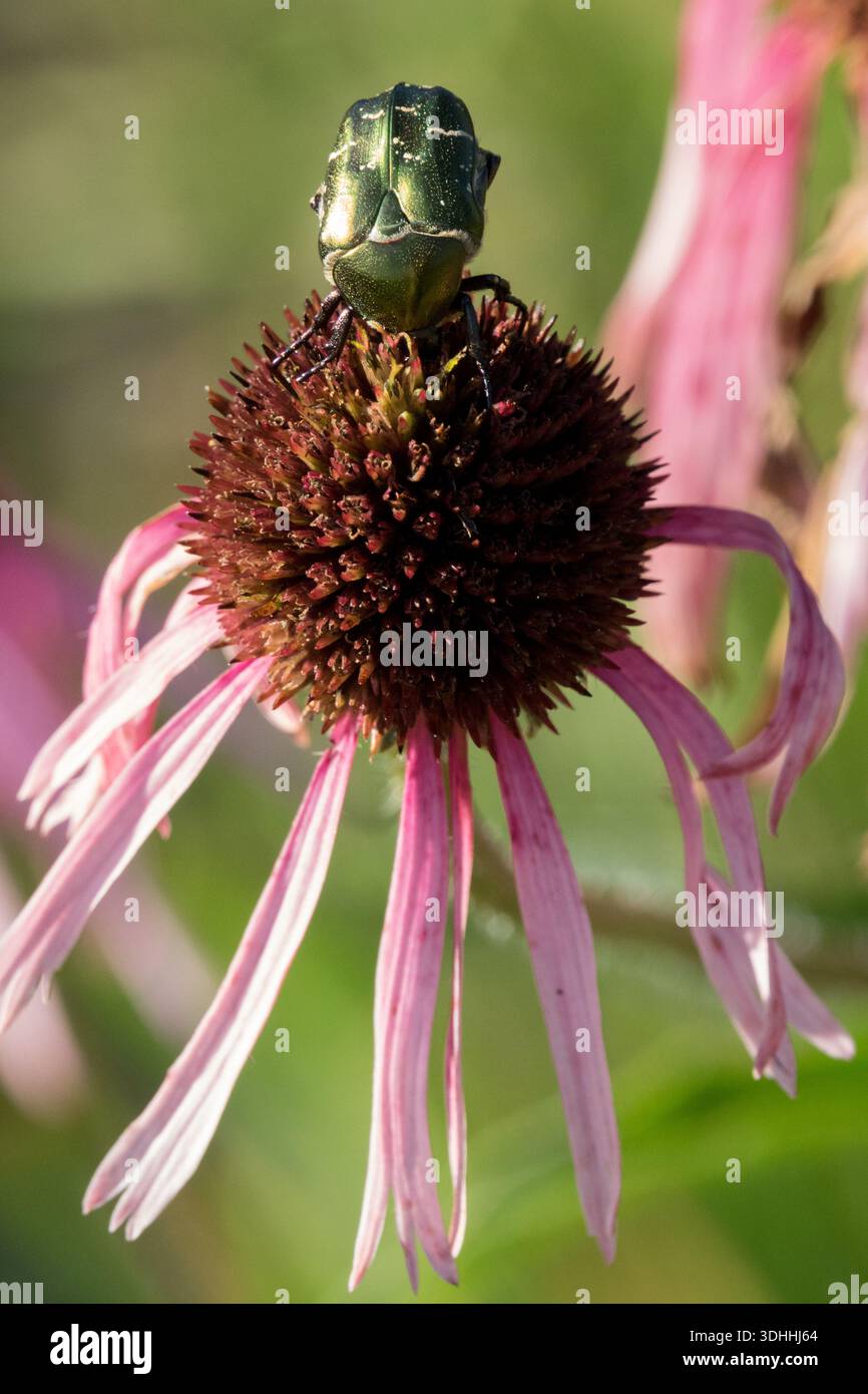 Ein metallisch-grüner Rosenscheuerkäfer (Cetonia aurata), der in einem Garten auf der dunklen Mitte eines blühenden blassvioletten Coneflower (Echinacea pallida) sitzt. Stockfoto