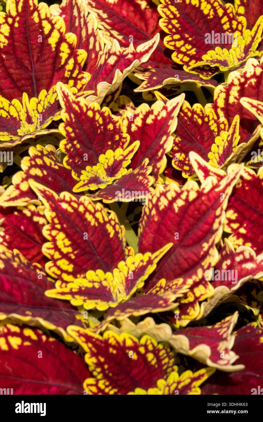 Coleus, Dekorativ, Blätter Bemalten Brennessel Stockfoto