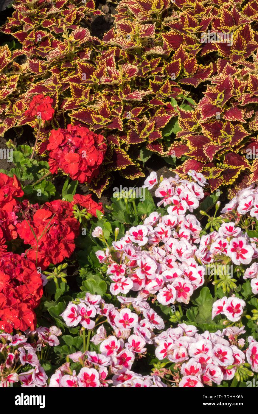 Eine farbenfrohe Gartenausstellung mit roten Geranien (Pelargonium), weißen und rosa Geranien und zweifarbigen dunkelroten und gelben coleus-Pflanzen Stockfoto
