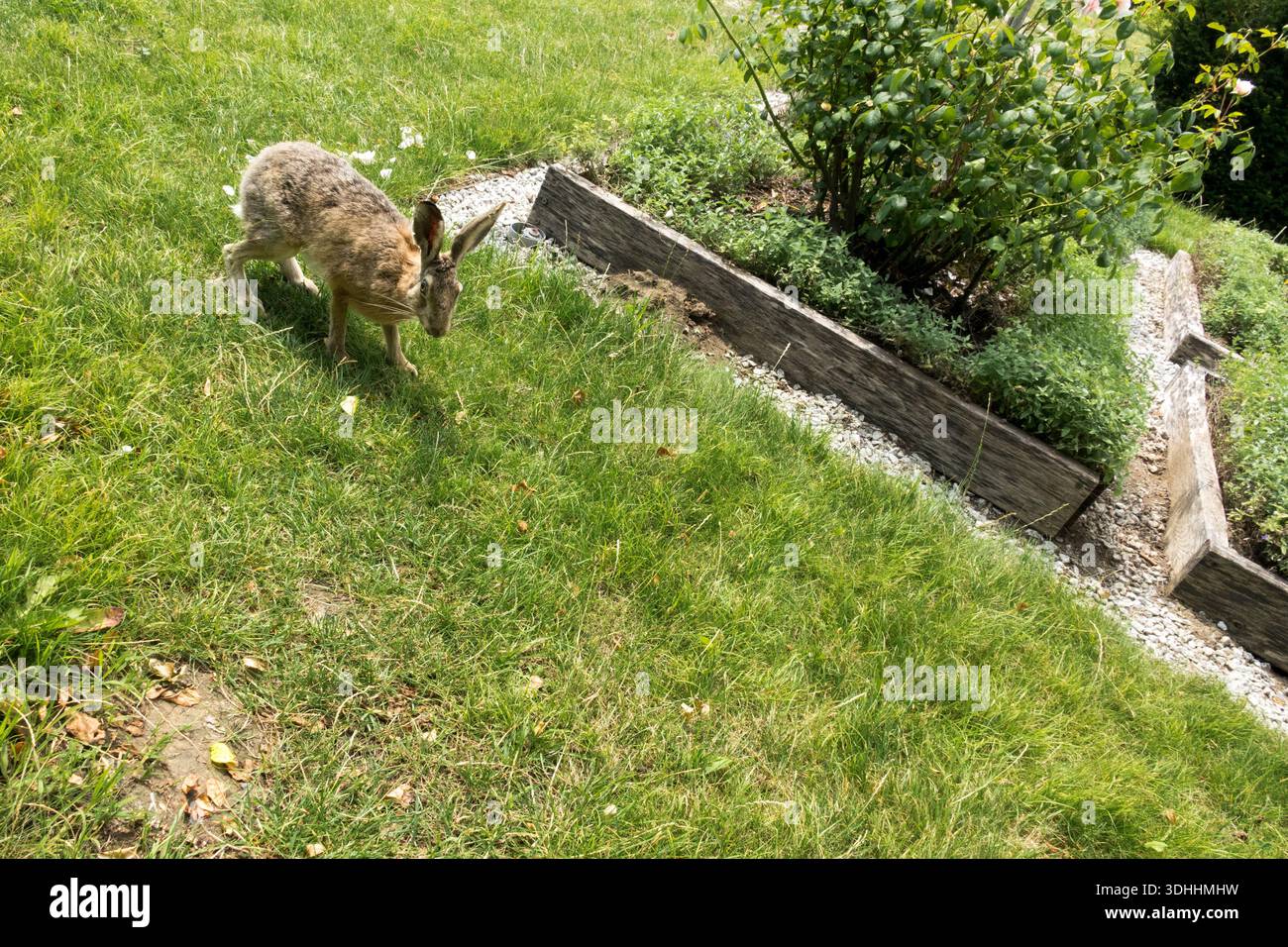 Ein Europäischer Hase (Lepus europaeus), der auf einem grünen Rasen in einem Garten mit einem hölzernen Blumenbeet steht Stockfoto