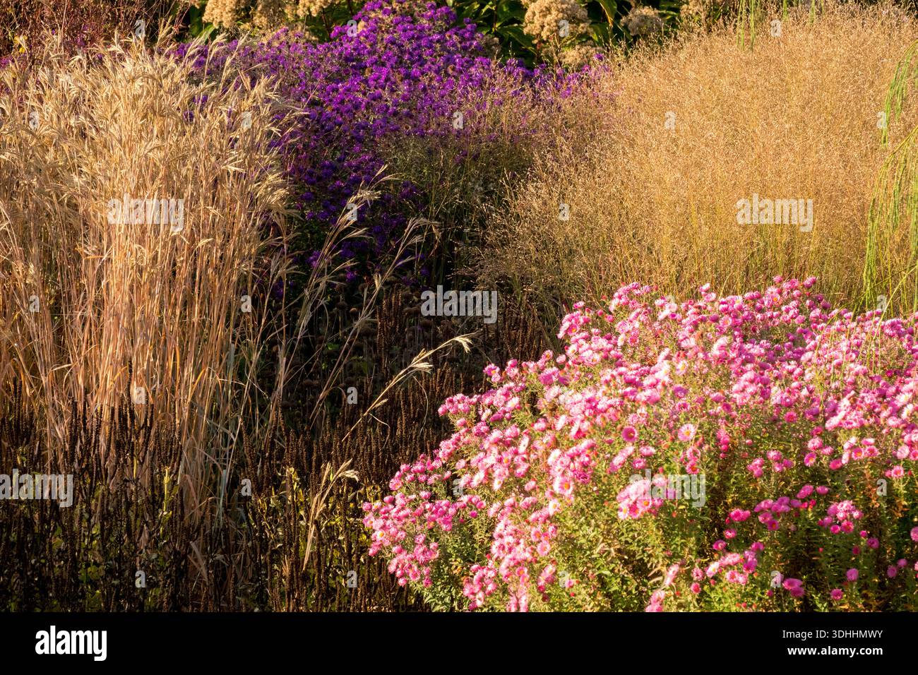 Ein farbenfrohes Blumenbeet mit rosafarbenen und violetten Astern, die in der Herbstsonne neben hohen goldenen Präriegäsern in einem Garten im Freien blühen. Stockfoto