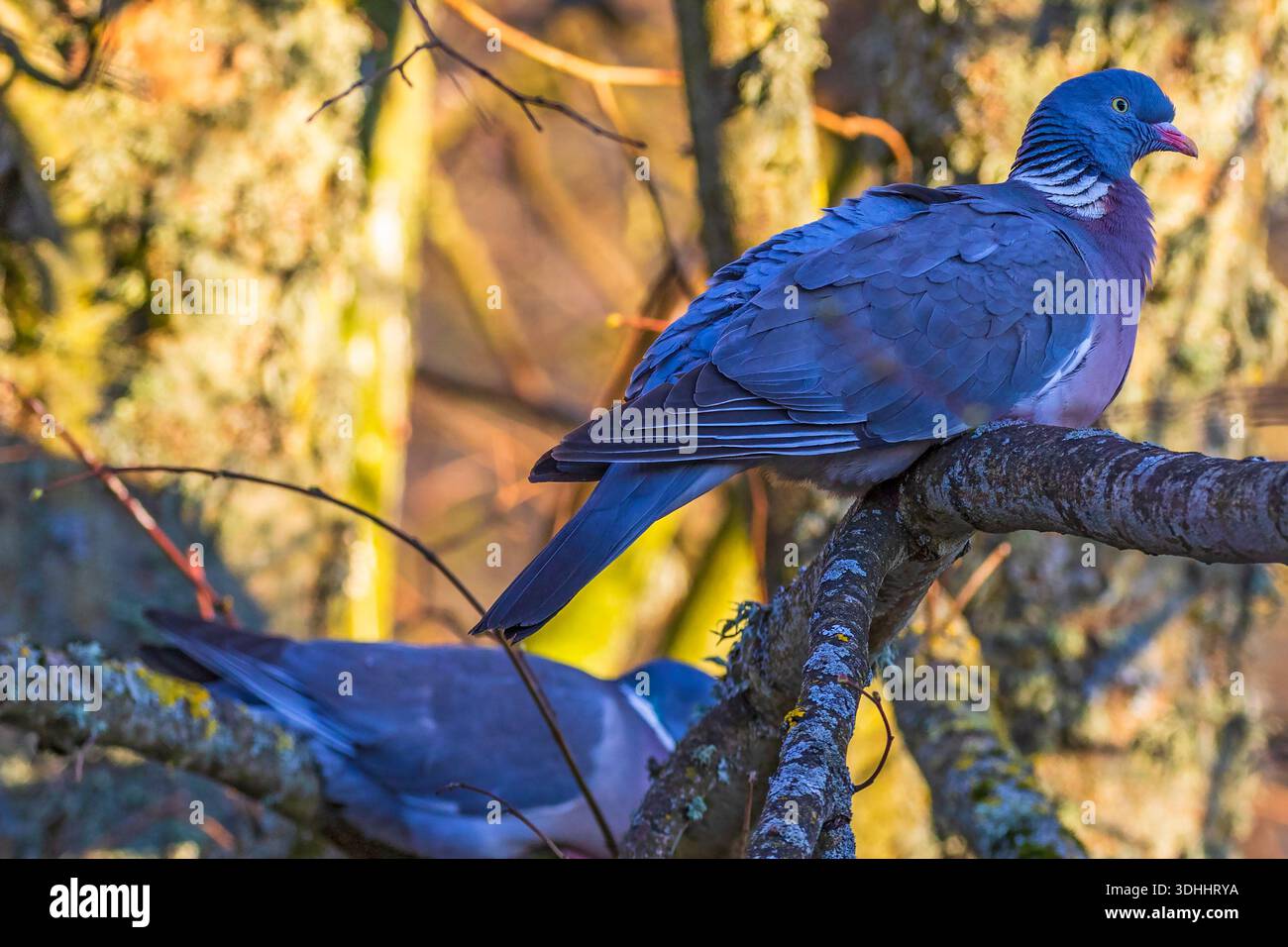Nahaufnahme bei Wood Pigeons auf Baumzweig Stockfoto