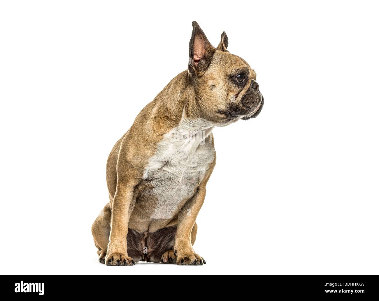 Brauner und weißer französischer Bulldog-Welpe sitzt isoliert auf weiß Stockfoto