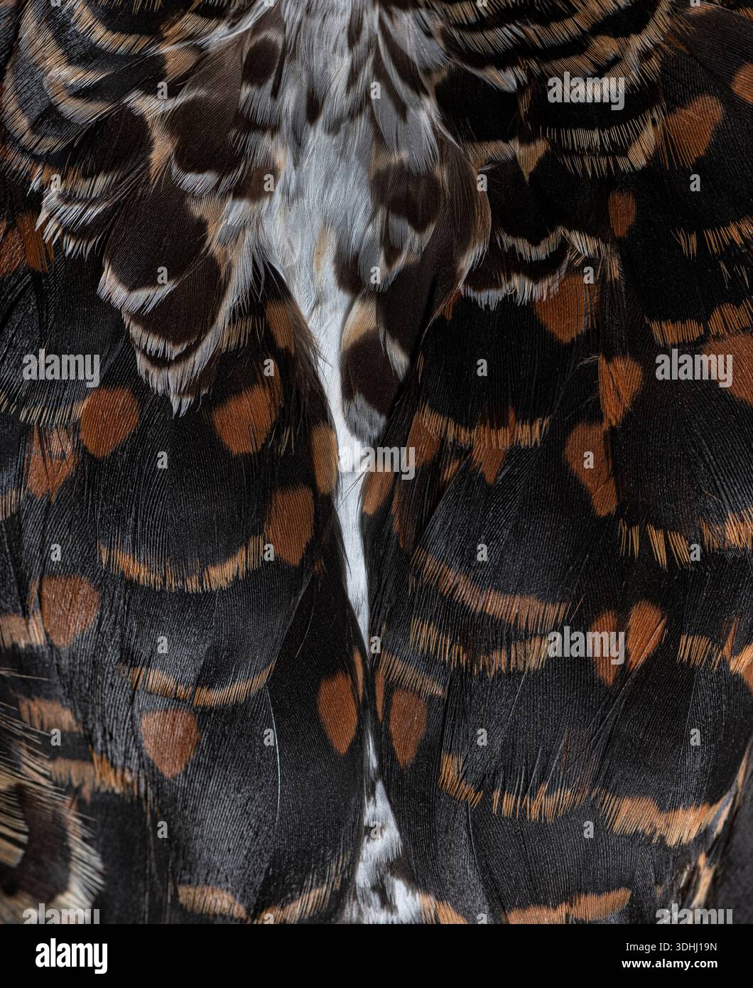 Weißes Entengefieder mit komplizierten braunen, schwarzen und weißen Federmustern Stockfoto