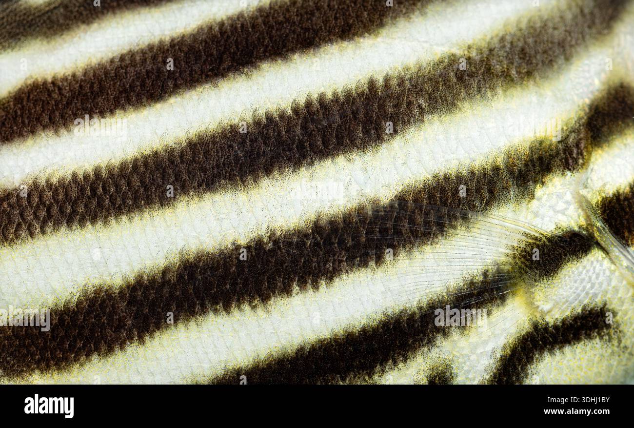 Microcanthus-Strigatus-Haut mit schwarz-weiß gestreiftem Muster und Schuppen Stockfoto