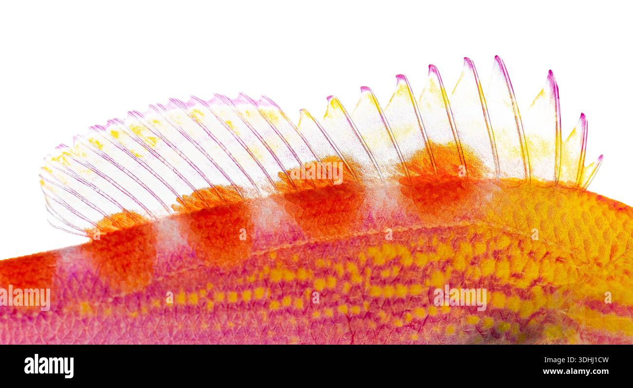 Nahaufnahme der lebhaften Rückenflosse eines Pseudanthias flavoguttatus, die seine komplizierten Details und brillanten Farben vor einem sauberen weißen Hintergrund zeigt Stockfoto