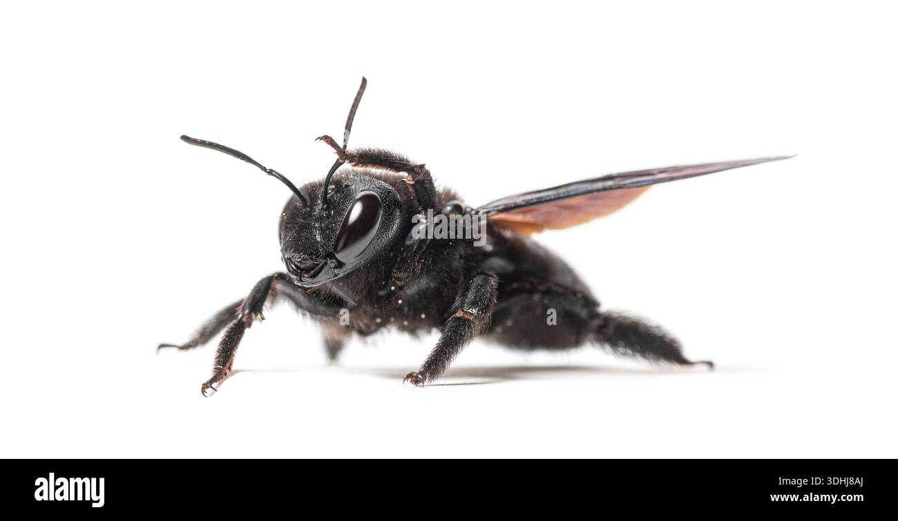 Violette Zimmerbiene, Xylocopa violacea, Reinigung der Antenne, Darstellung von Körperdetails und Flügeln auf weiß Stockfoto
