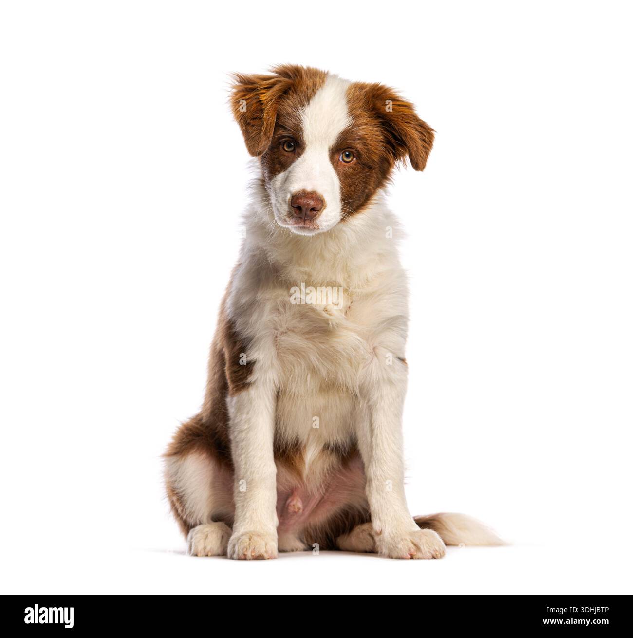 Brauner Collie-Welpe mit weißem Rand, der auf weißem Hintergrund sitzt Stockfoto