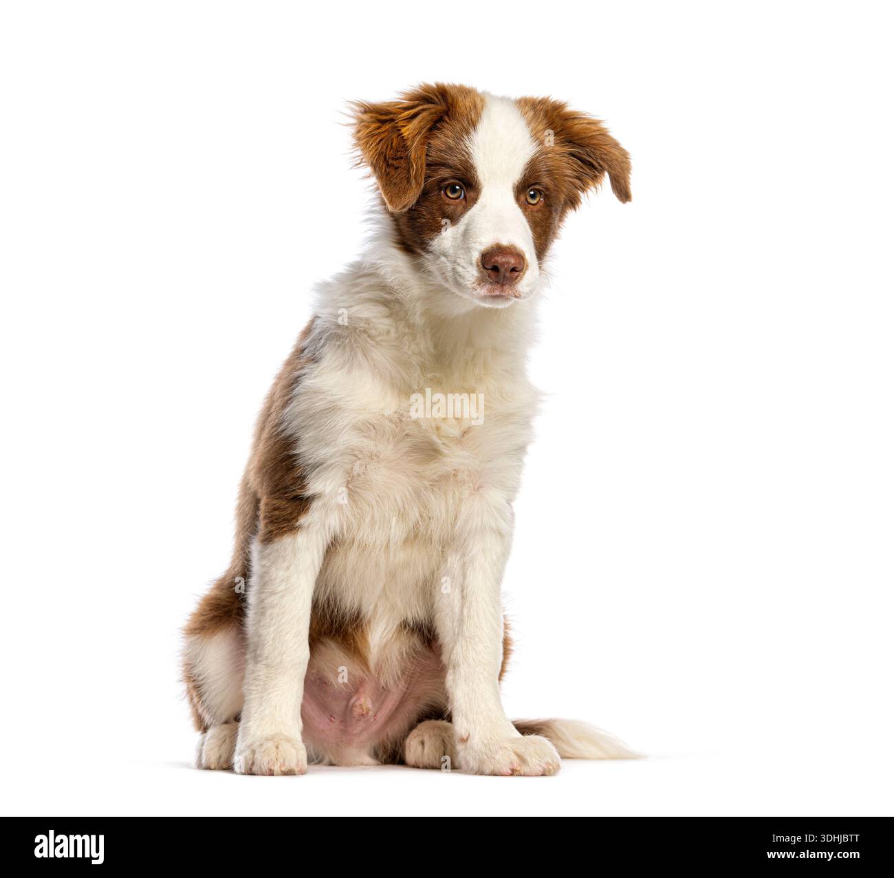 Border Collie Hündchen, braun und weiß, sitzend, gerade auf weißem Hintergrund Stockfoto