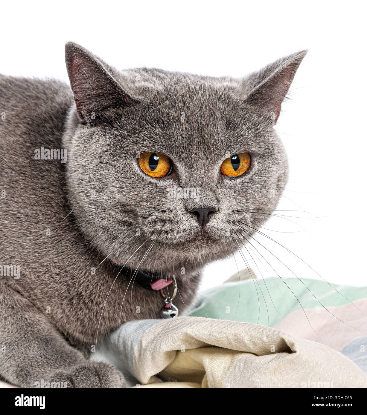 Graue britische Kurzhaarkatze mit orangefarbenen Augen mit Kragen und Glocke auf dem Bett Stockfoto