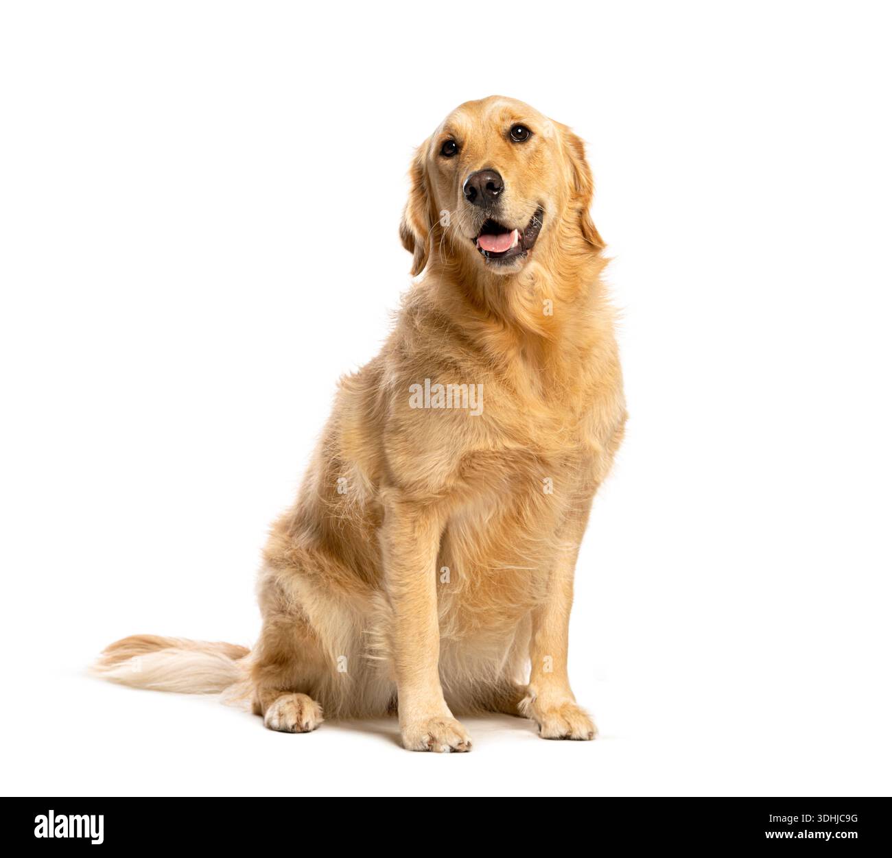 Goldener Retriever-Hund, der auf weißem Hintergrund sitzt und mit fröhlichem Ausdruck keucht Stockfoto
