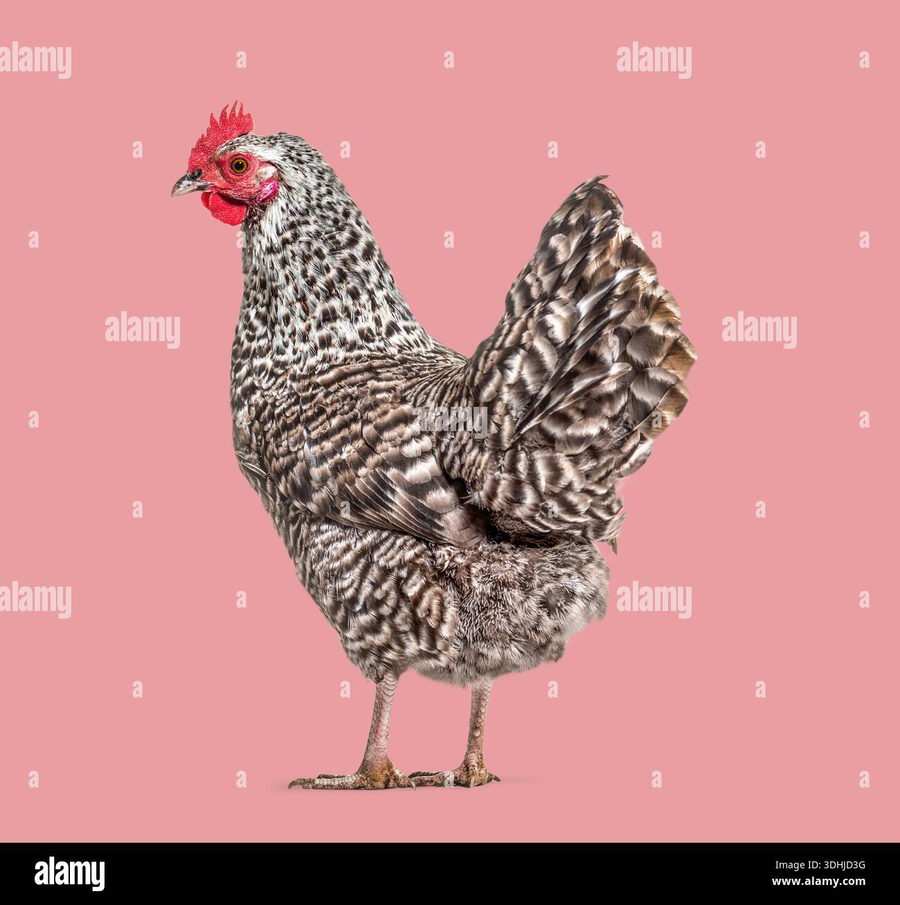Hühner im Profil auf einem massiven rosafarbenen Hintergrund mit gemusterten Federn Stockfoto