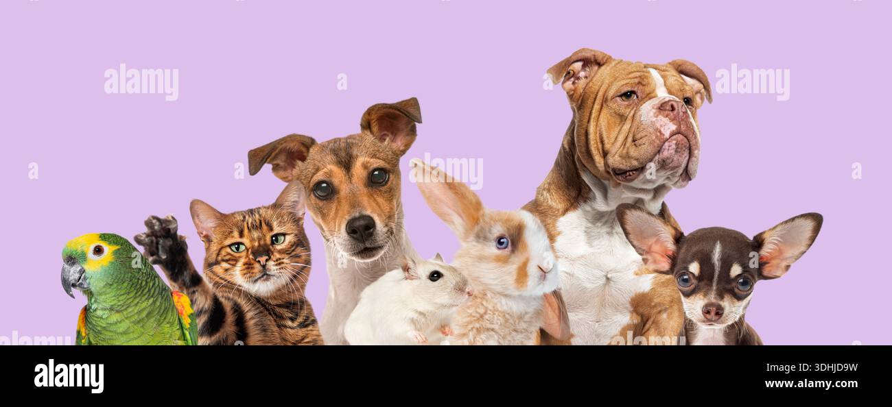 Gruppe von Haustieren, einschließlich Hunden, Katzen, Kaninchen, Hamster und Papageien, auf rosafarbenem Hintergrund Stockfoto
