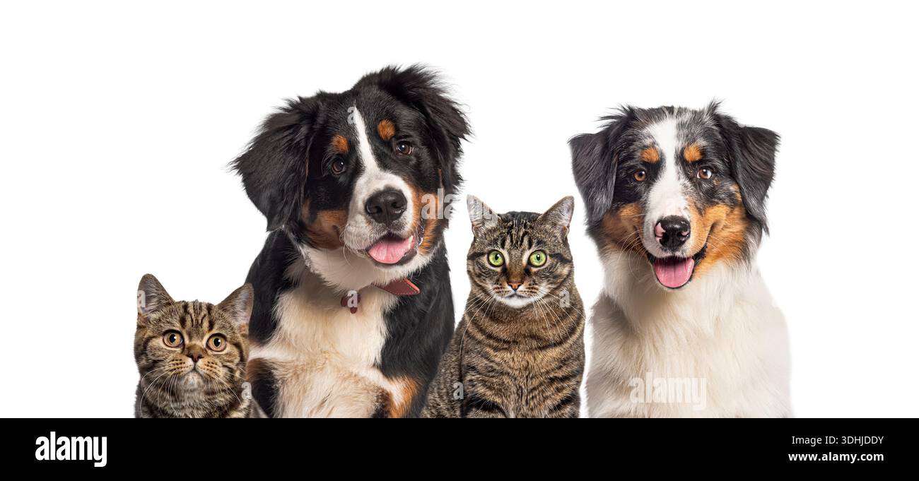 Zwei Hunde und zwei Katzen posieren zusammen, um ihre Gesellschaft auszudrücken Stockfoto