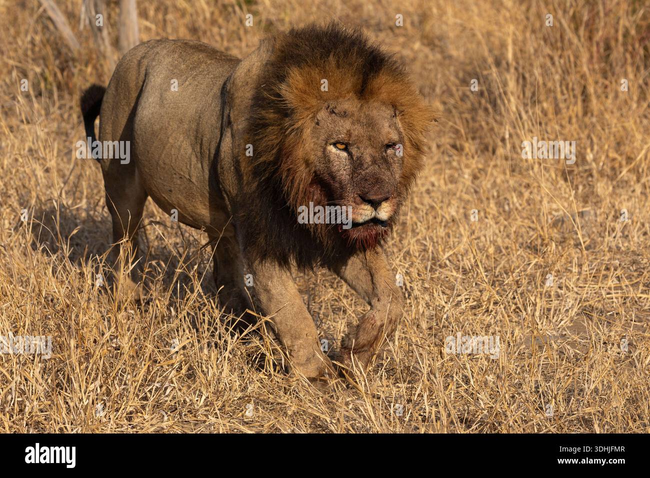 Löwe (Panthera leo) männlich mit blutigem Gesicht, MalaMala, Südafrika Stockfoto
