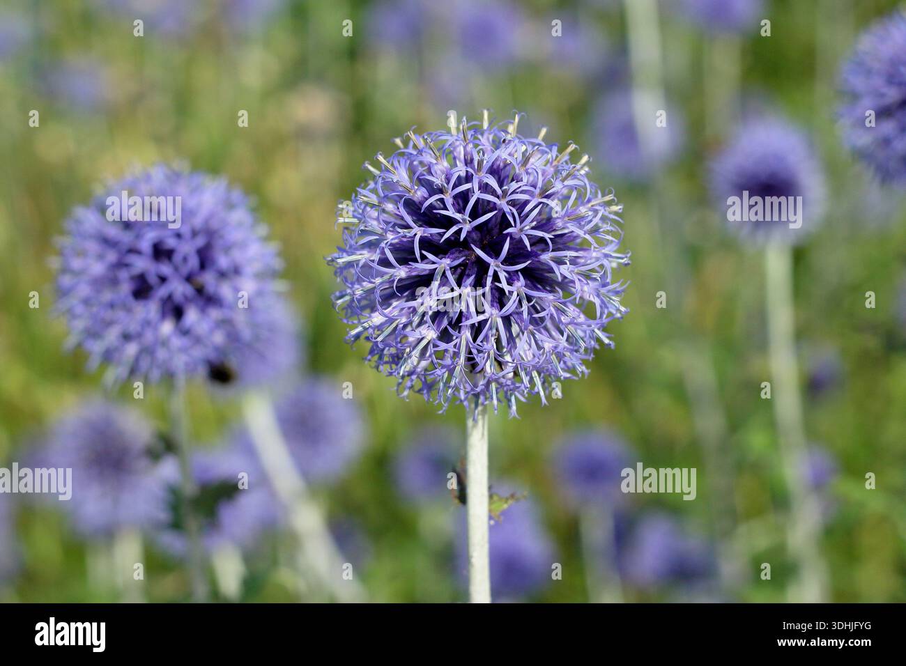 Echinops-Ritro „Veitch's Blue“, Glockendistel mit spitzen blauen Kugelblumenköpfen an der Sommergartengrenze. Echinops bannaticus 'Veitch's Blue. Stockfoto