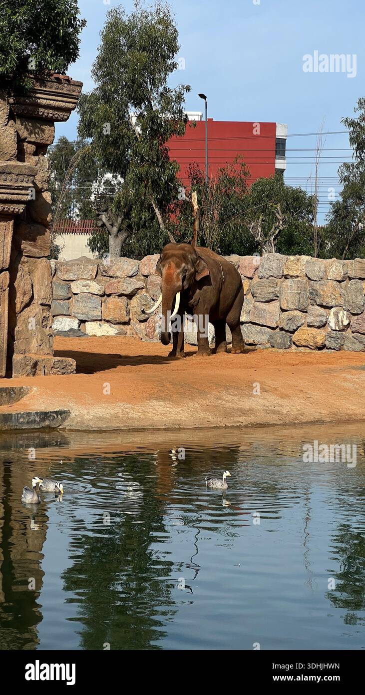 Asiatischer Elefant, der in der Nähe eines Wasserteichs in einem Zoogehege steht und an einem klaren sonnigen Tag Enten im Vordergrund schwimmen. - Smartphone-aufgenommenes Stockfoto