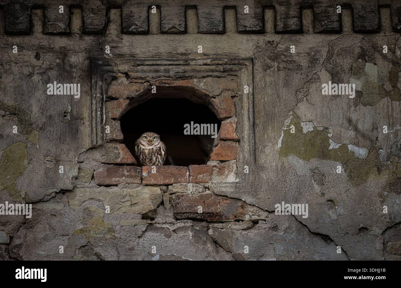 Athene noctuahe sitzt im Fenster einer alten Scheune, einem alten Gebäude, das beste Foto. Stockfoto