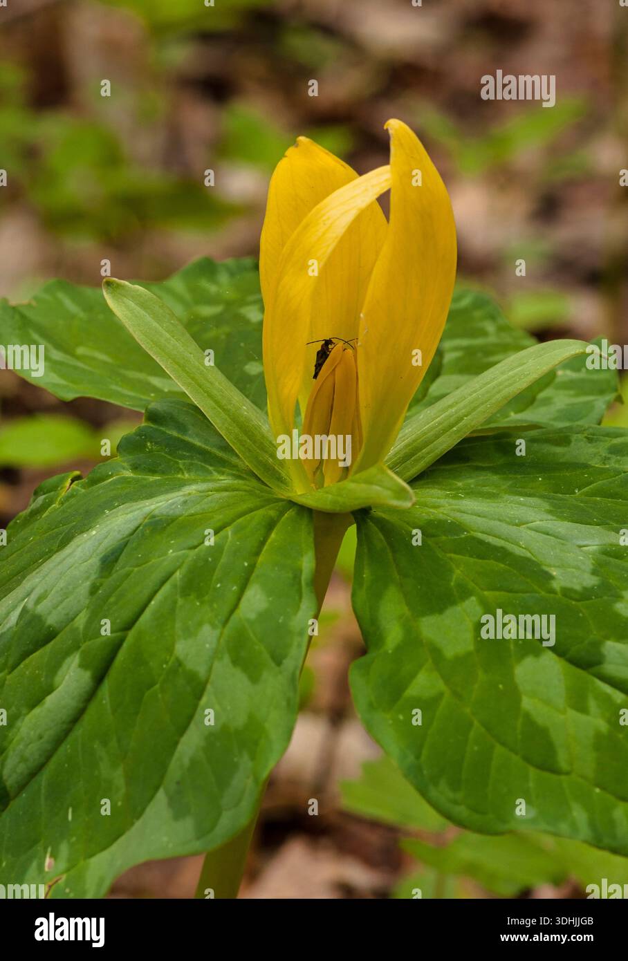 Wunderschönes Yellow Trillium (Trillium luteum) blüht im Frühling in den Smoky Mountains von Tennessee. Stockfoto