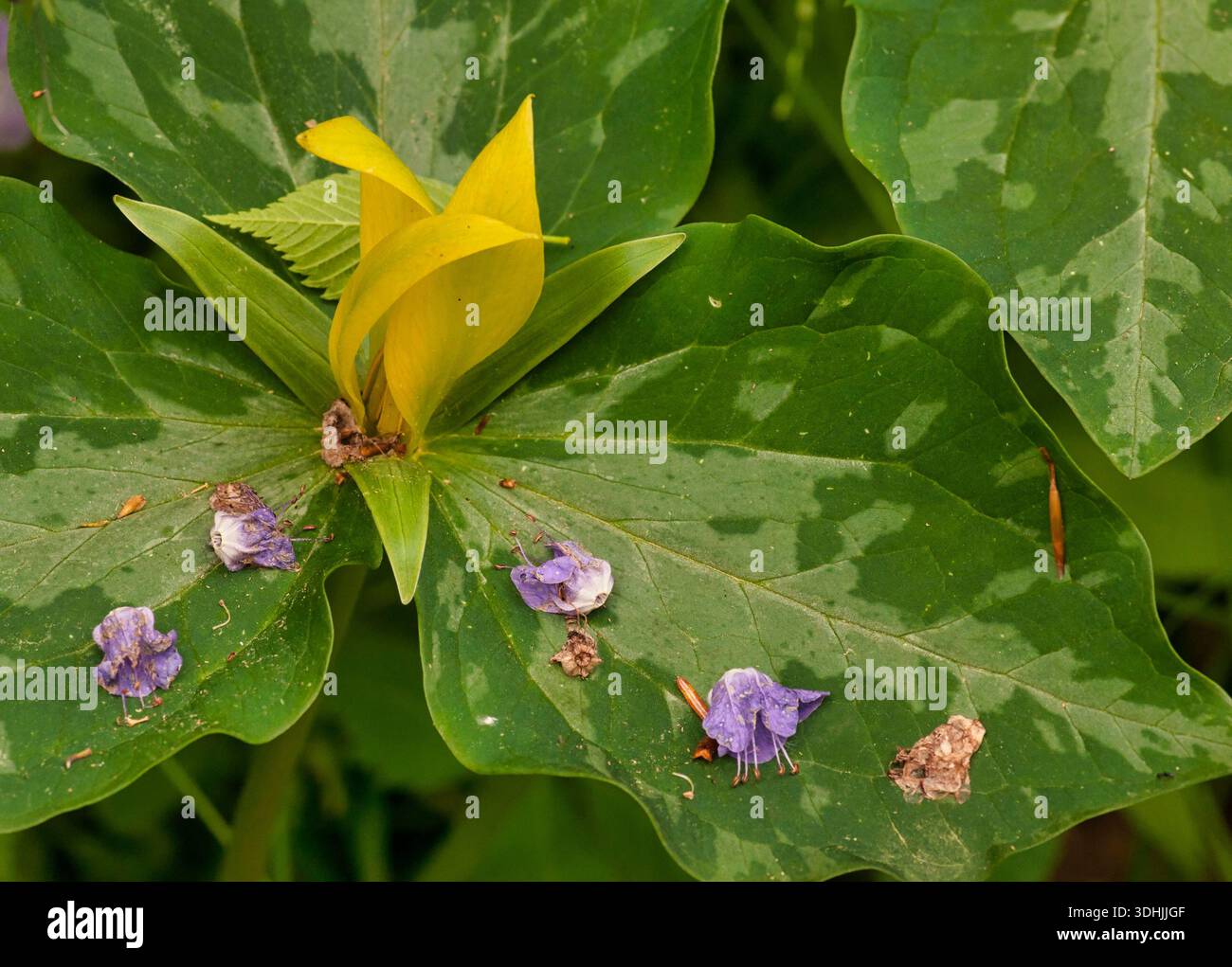Wunderschönes Yellow Trillium (Trillium luteum) blüht im Frühling in den Smoky Mountains von Tennessee. Stockfoto