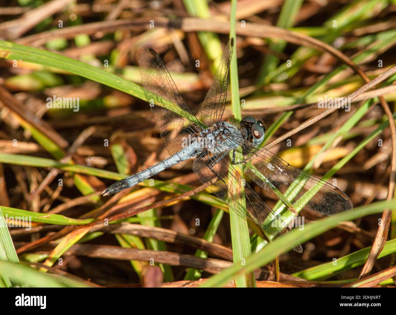 Männliche Little Blue Dragonlet Libelle (Erythrodiplax minuscula) im Huntington Beach State Park, South Carolina. Stockfoto