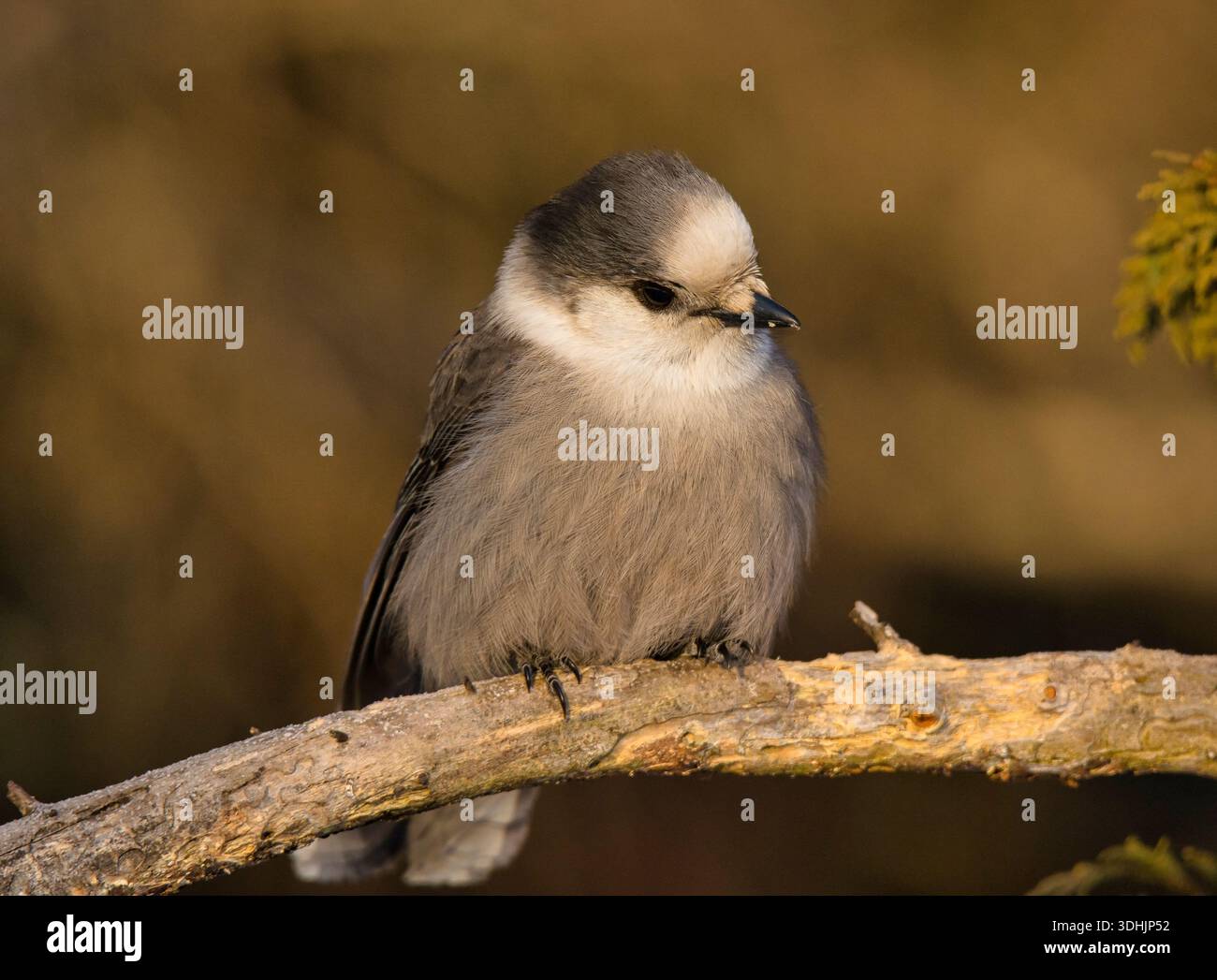 Ein wunderschöner grauer Canada Jay (Perisoreus canadensis) steht am Rande eines northwoods Waldes in einem nördlichen Moor von Minnesota. Stockfoto