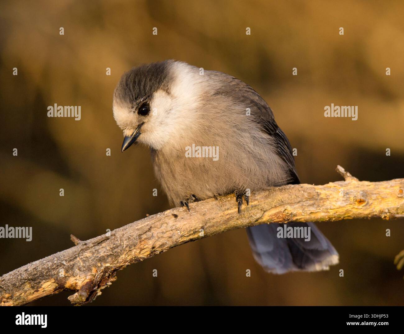 Ein wunderschöner grauer Canada Jay (Perisoreus canadensis) steht am Rande eines northwoods Waldes in einem nördlichen Moor von Minnesota. Stockfoto