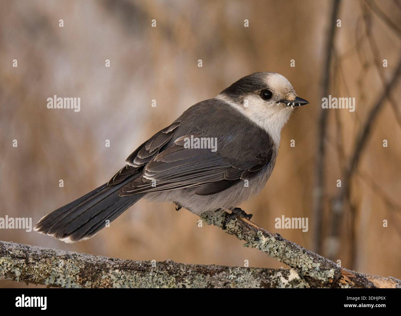 Ein wunderschöner grauer Canada Jay (Perisoreus canadensis) steht am Rande eines northwoods Waldes in einem nördlichen Moor von Minnesota. Stockfoto