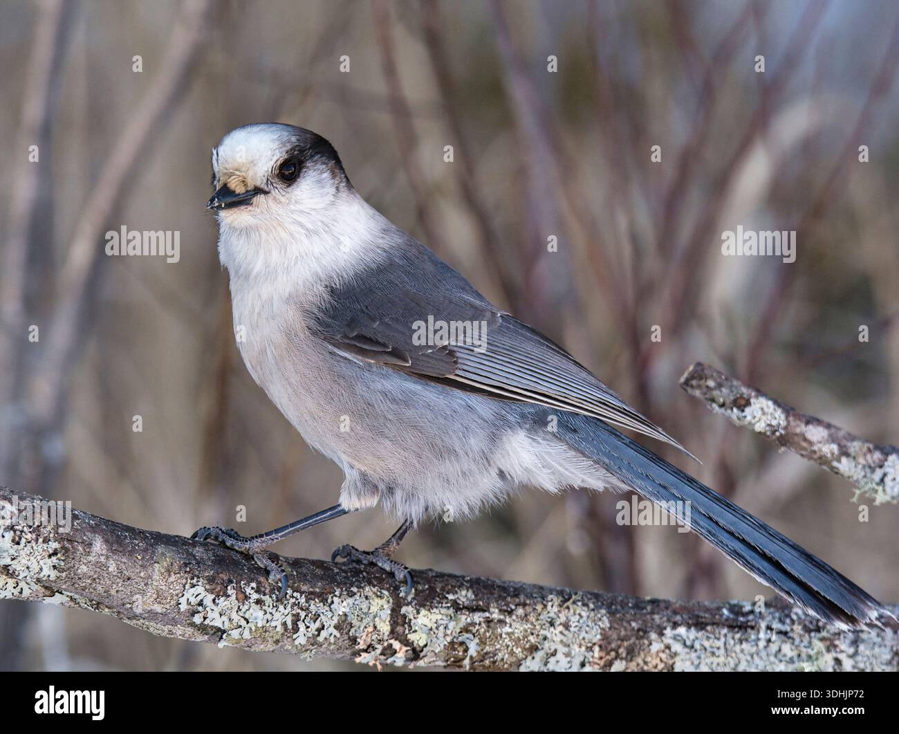 Ein wunderschöner grauer Canada Jay (Perisoreus canadensis) steht am Rande eines northwoods Waldes in einem nördlichen Moor von Minnesota. Stockfoto