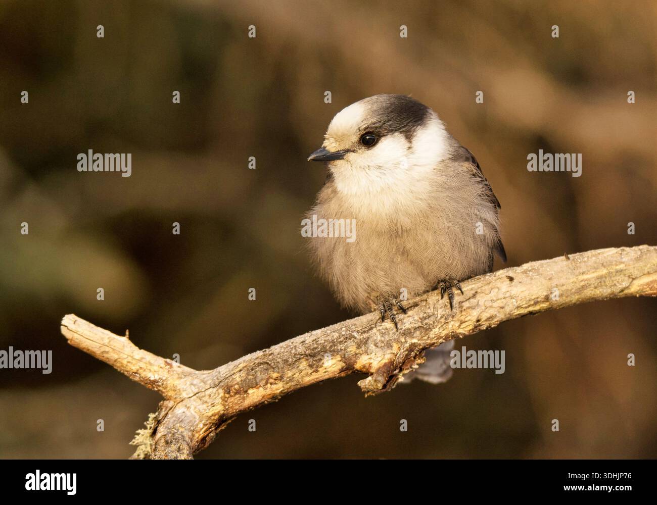 Ein wunderschöner grauer Canada Jay (Perisoreus canadensis) steht am Rande eines northwoods Waldes in einem nördlichen Moor von Minnesota. Stockfoto