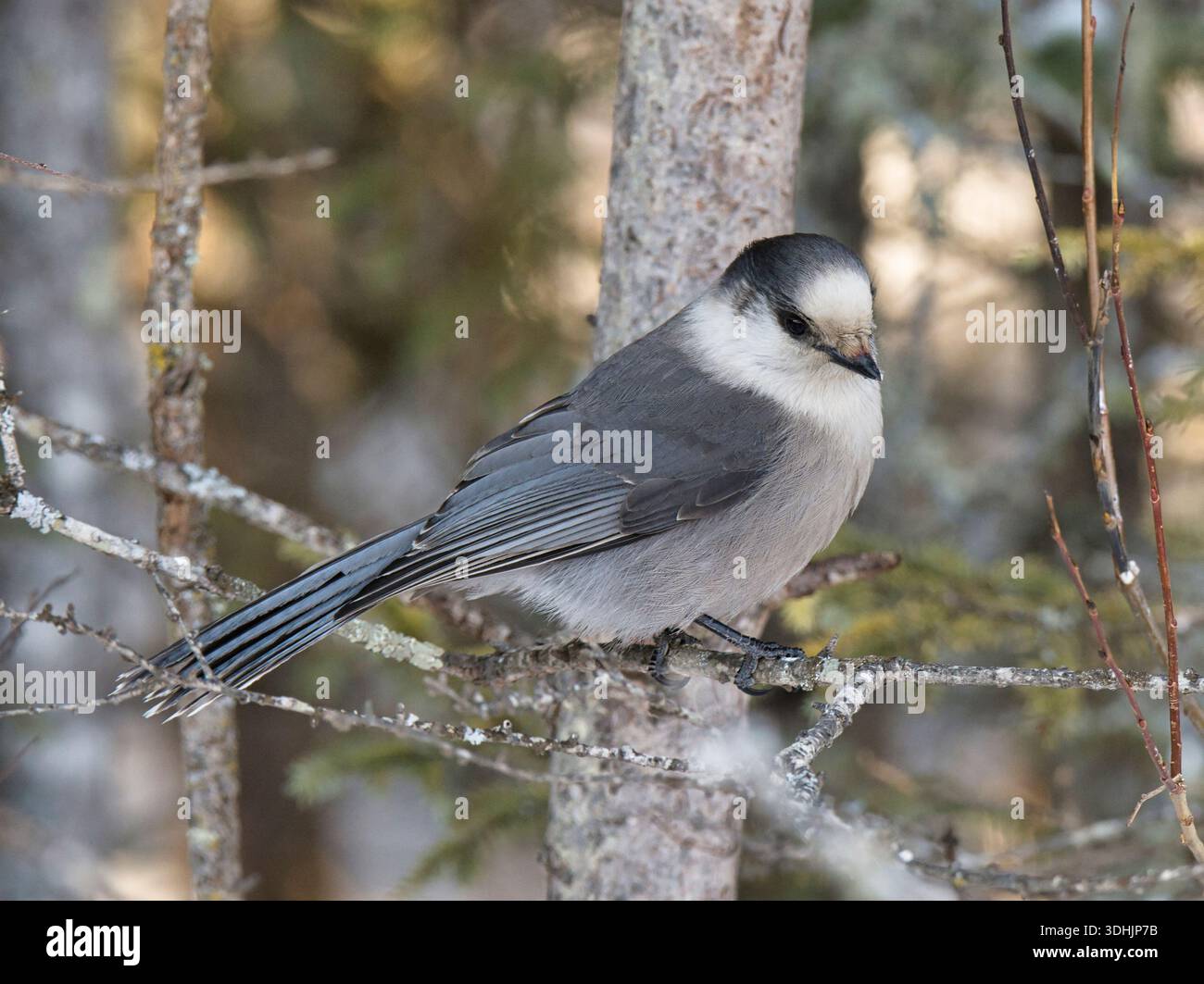Ein wunderschöner grauer Canada Jay (Perisoreus canadensis) steht am Rande eines northwoods Waldes in einem nördlichen Moor von Minnesota. Stockfoto