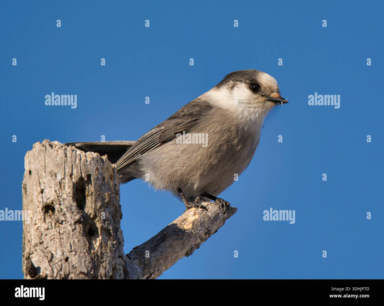 Ein wunderschöner grauer Canada Jay (Perisoreus canadensis) steht am Rande eines northwoods Waldes in einem nördlichen Moor von Minnesota. Stockfoto