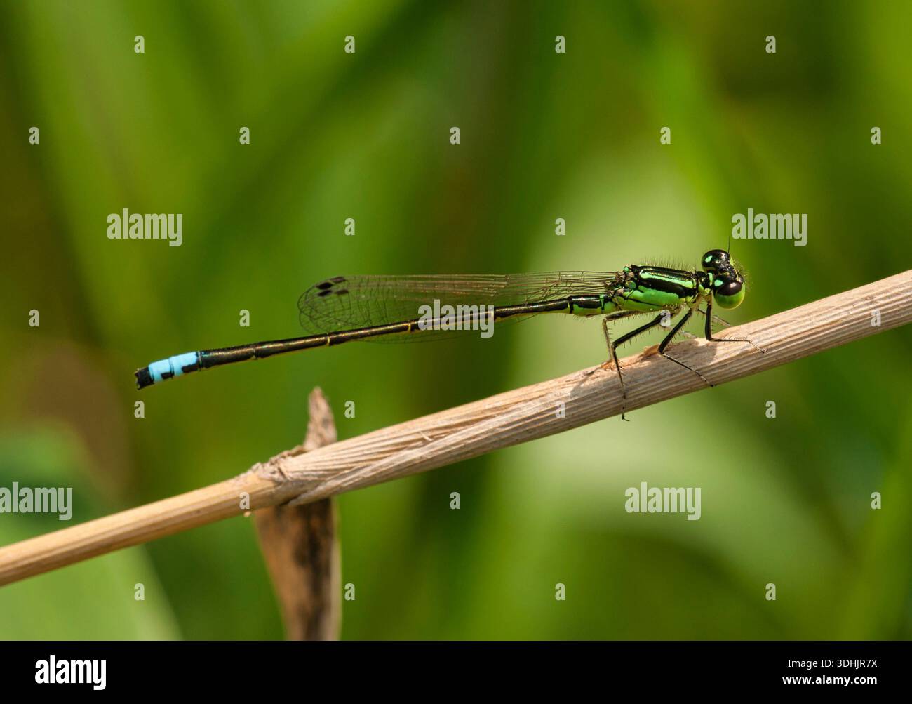 Die Eastern Forktail Damselfly (Ischnura verticalis) thront im Myrick Park, La Crosse, Wisconsin in der Nähe eines Teichs. Stockfoto