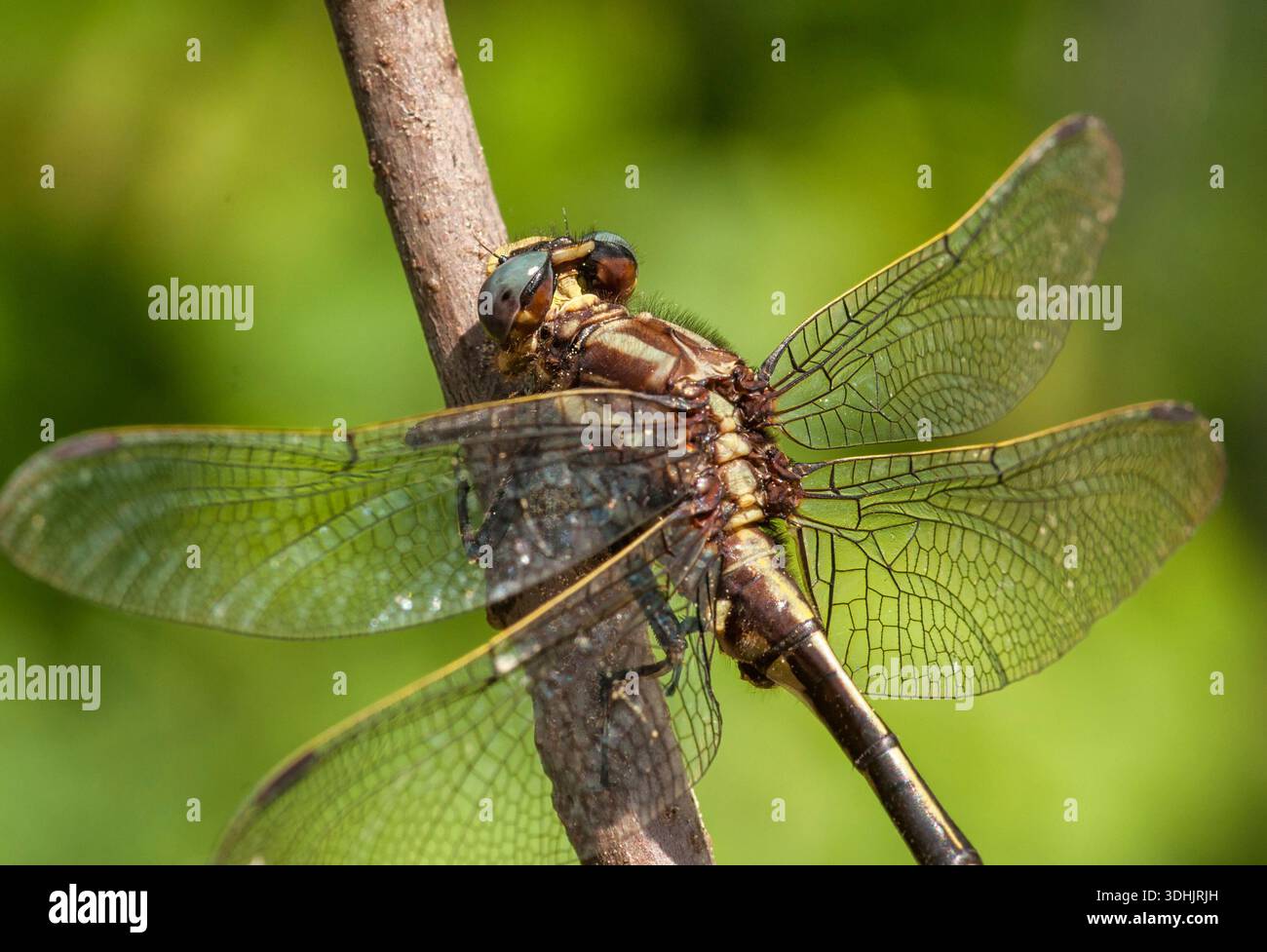 Aschy Clubtail Libelle (Gomphus lividus) thront in einer Waldöffnung im Florence County, Wisconsin, mit schlankem Körper und gedämpften Farben. Stockfoto