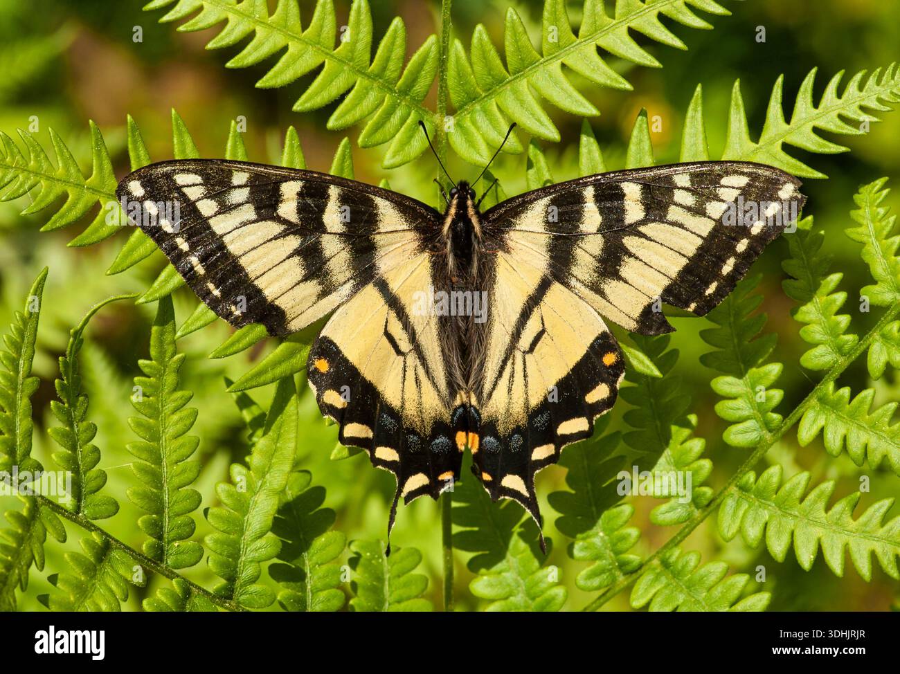 Ein wunderschöner Kanadischer Tigerschwalbenschwanz liegt mit seinen Flügeln auf einem schönen Farn in den northwoods von Wisconsin. Stockfoto