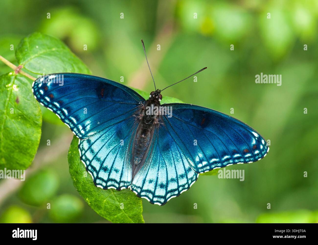 Rotfleckiger Purpurfalter (Limenitis arthemis astyanax) mit weit verbreiteten Flügeln in einem natürlichen Gebiet im Süden von Wisconsin. Stockfoto