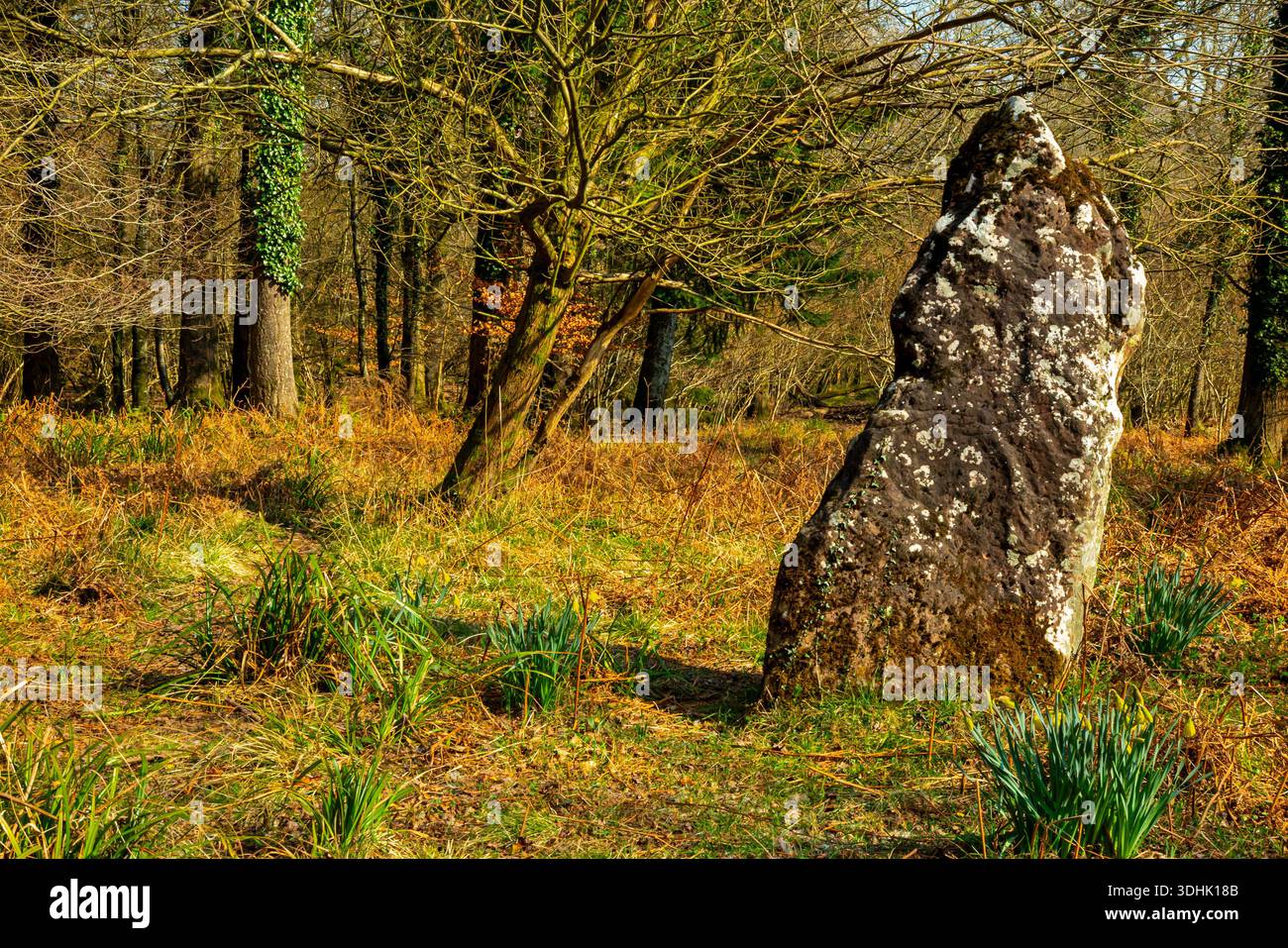 Der Long Stone oder Longstone, möglicherweise ein alter stehender Stein in der Nähe des Dorfes Staunton im Forest of Dean, Gloucestershire, England, Großbritannien. Stockfoto