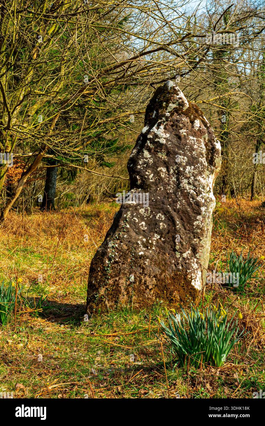 Der Long Stone oder Longstone, möglicherweise ein alter stehender Stein in der Nähe des Dorfes Staunton im Forest of Dean, Gloucestershire, England, Großbritannien. Stockfoto