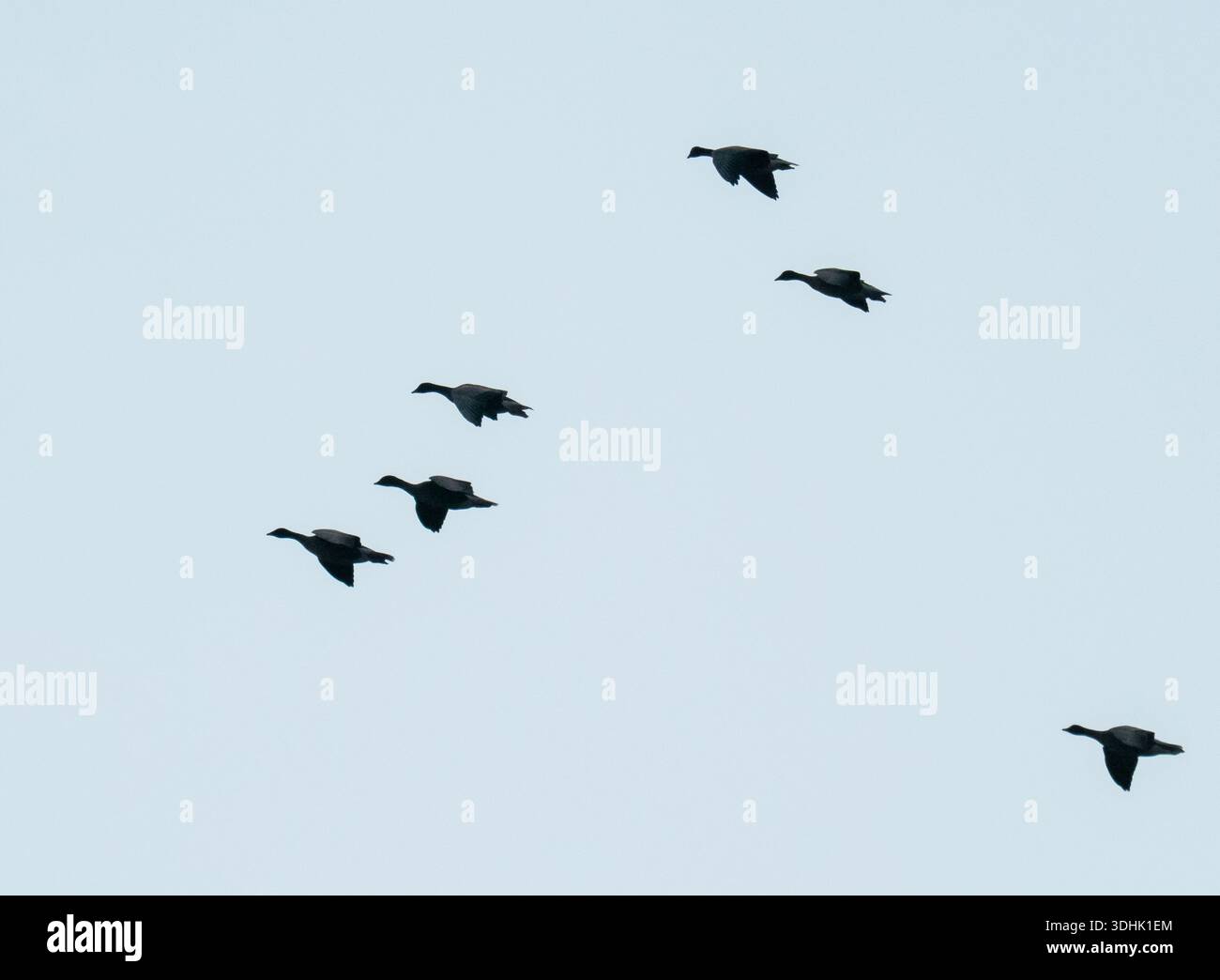 Pink Footed Goose, Anser brachyrhynchus fliegt in der Nähe von Lessonhall, Cumbria, Großbritannien. Stockfoto