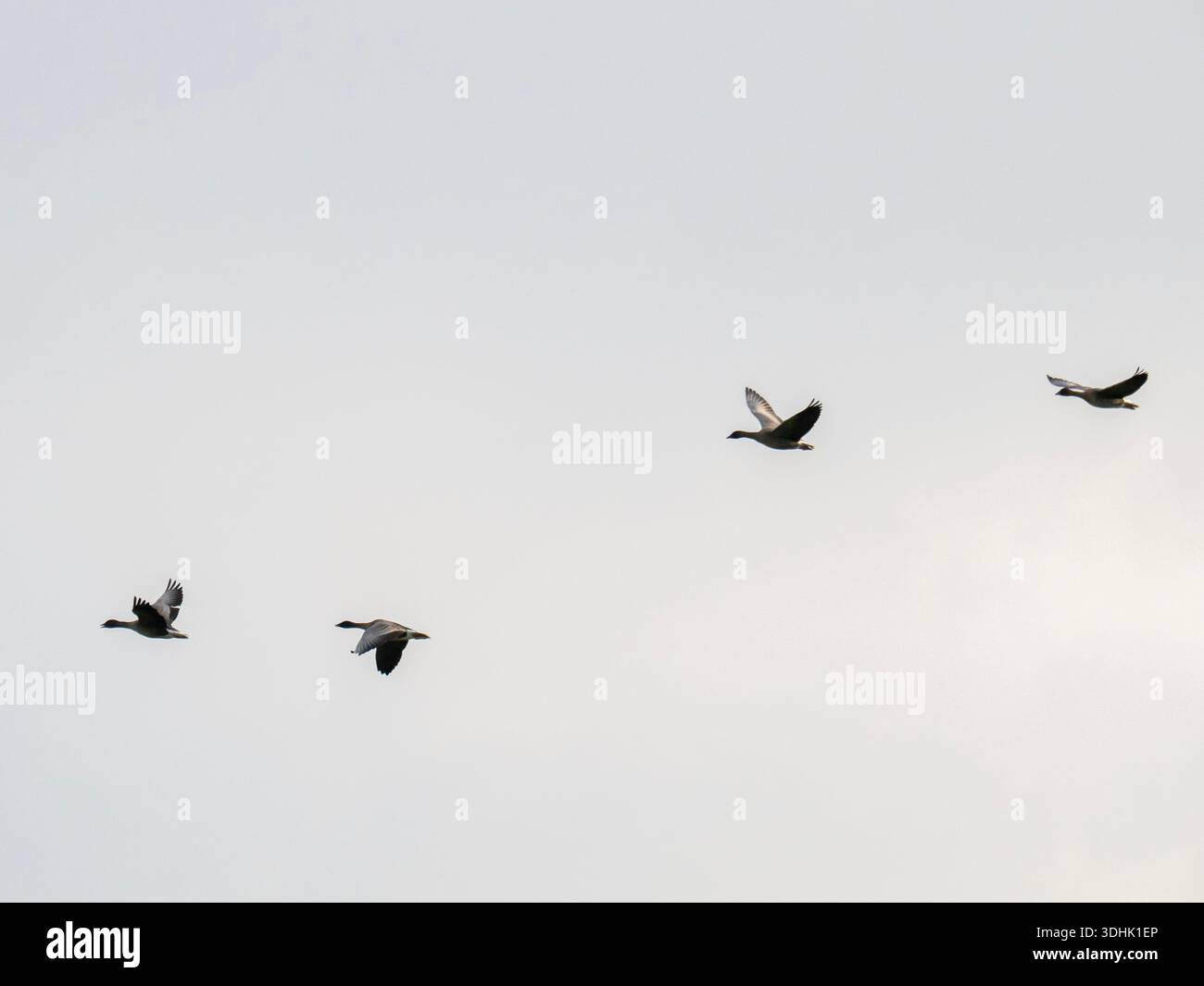 Pink Footed Goose, Anser brachyrhynchus fliegt in der Nähe von Lessonhall, Cumbria, Großbritannien. Stockfoto