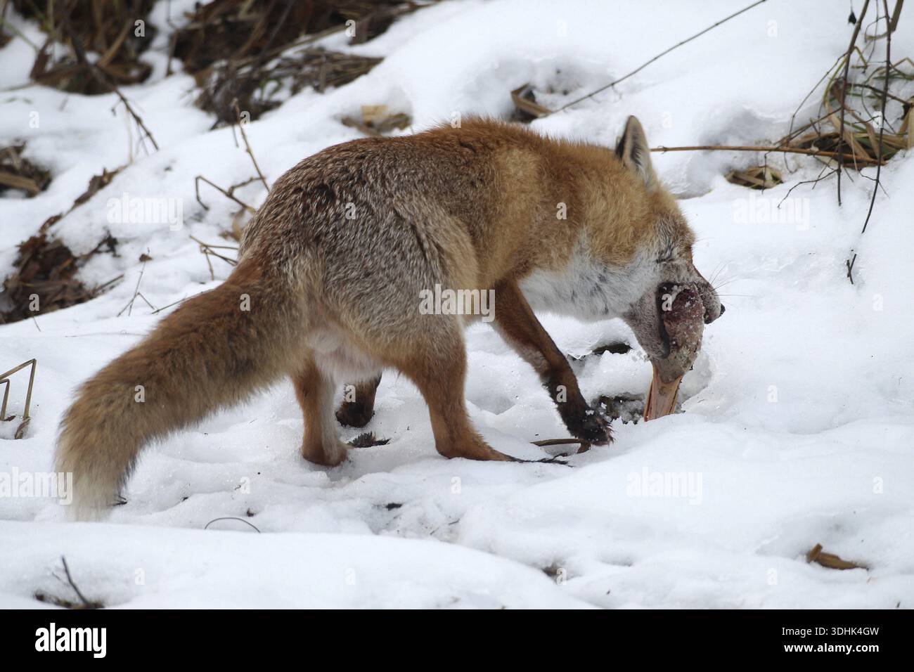 Rotfuchs (Vulpes vulpes) am Luderplatz im Schnee, nimmt versteckten Entenkopf auf, Allgaeu, Bayern, Deutschland, Allgaeu, Bayern, Deutschland Stockfoto
