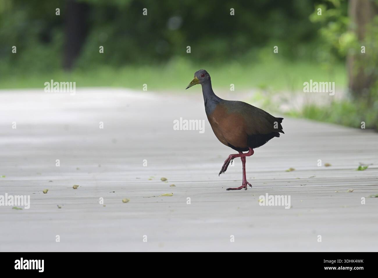 Cayenneralle (Aramides cajaneus) in einem Naturschutzgebiet in Buenos Aires, Argentinien Stockfoto