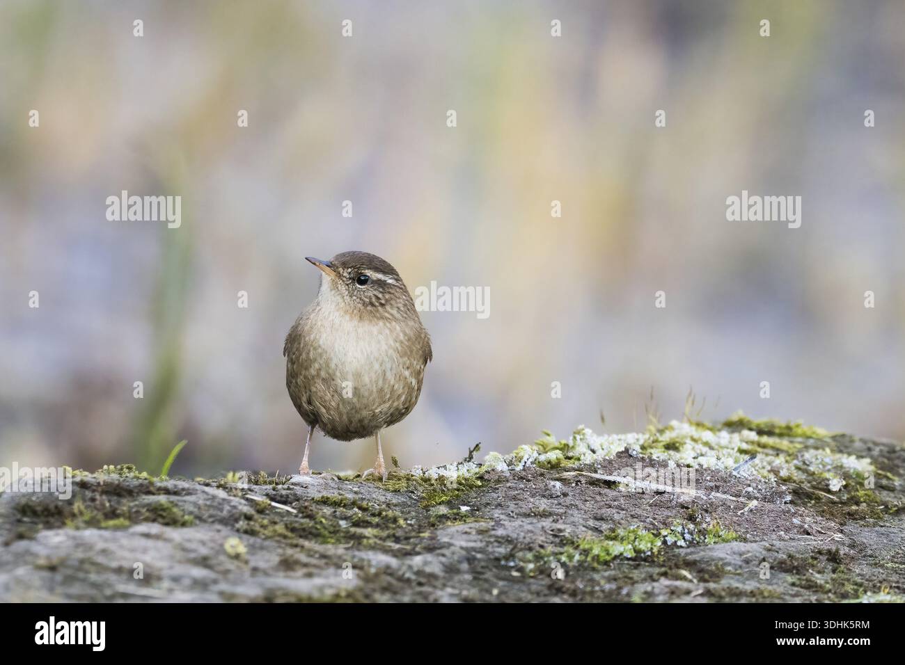 Auf einem moosbedeckten Felsen, umgeben von den gedämpften Farben der Natur, steht ein Zauner (Troglodytes troglodytes), Hessen Stockfoto