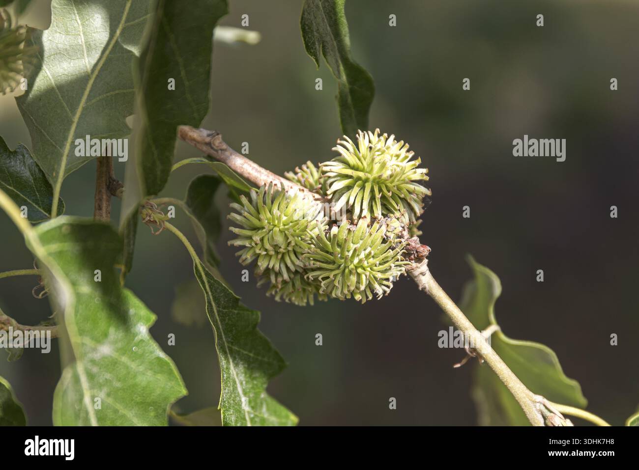 Puteneiche (Quercus cerris), Schweden Stockfoto