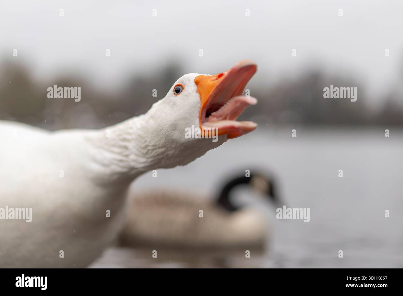 Nahaufnahme einer wilden, weißen Gans, die zischt, mit offenem Schnabel, der die Zunge zeigt. Stockfoto