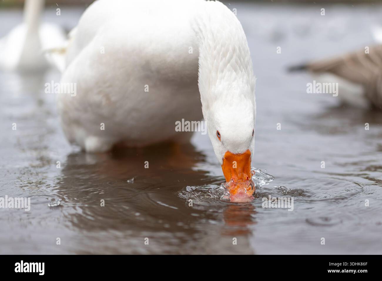 Nahaufnahme einer wilden weißen Gans, die ihren Kopf in einen britischen Süßwassersee duckt und beim Trinken planscht. Stockfoto