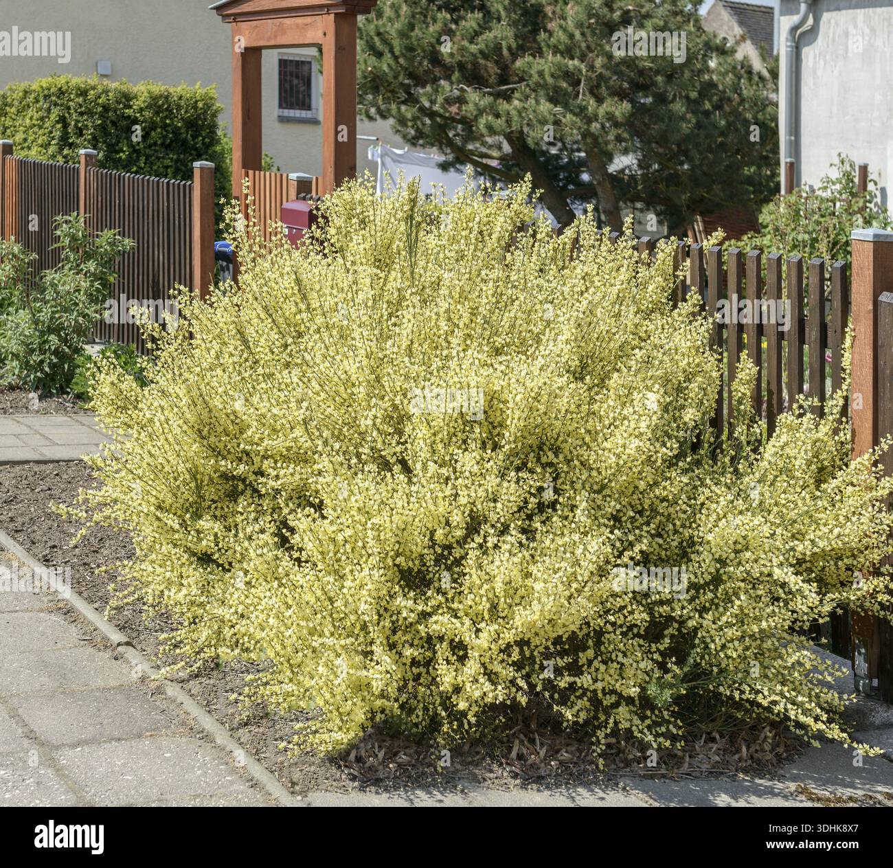 Elfenbeinbesen (Cytisus Ã — praecox), Deutschland Stockfoto