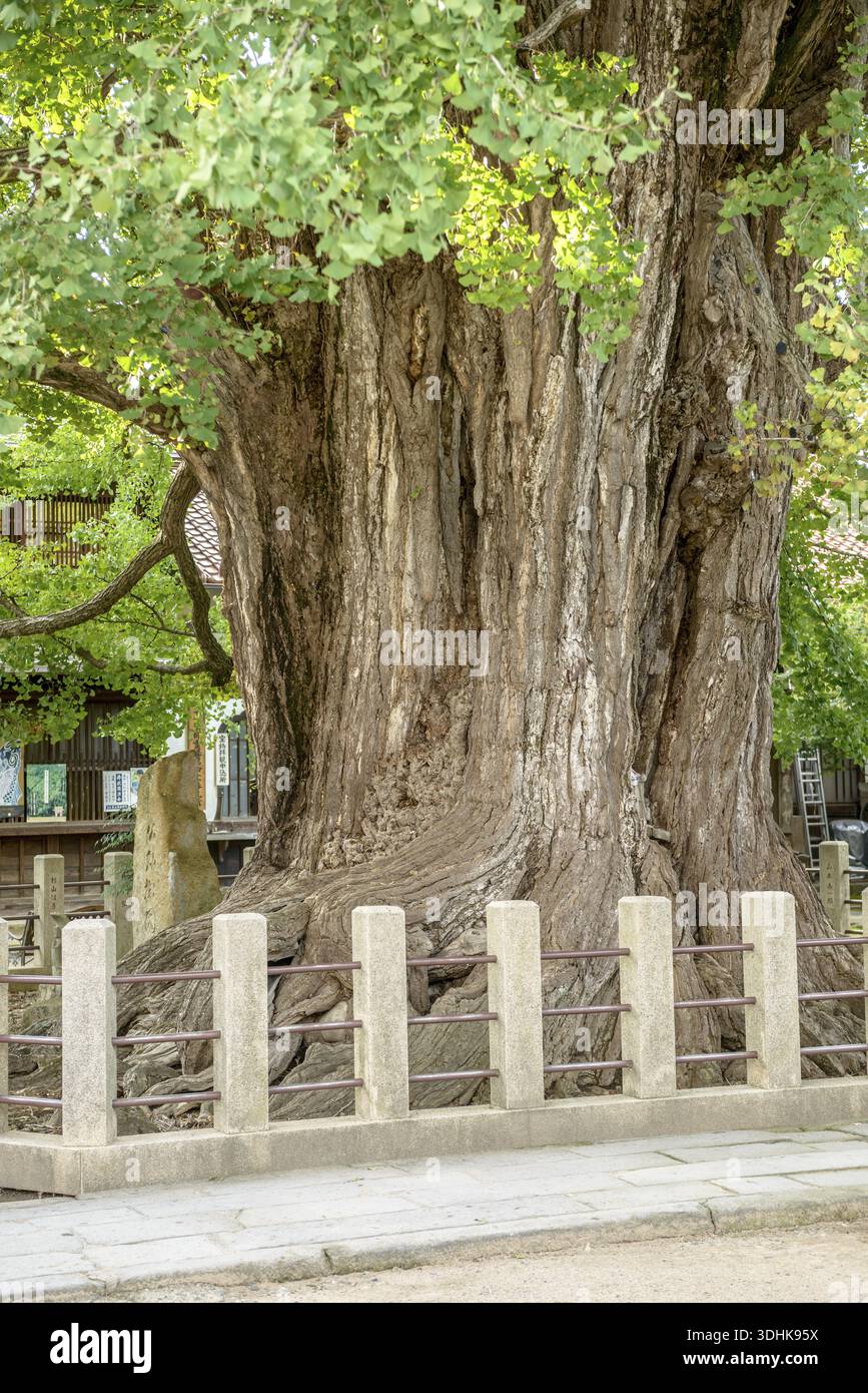 Mädchenhaarbaum (Ginkgo biloba), Ginkgo im Hida Konkobun-JI Tempel, ca. 1200 Jahre alt, 37 m hoch, Stammumfang 10 m, Viewing Garden Unive Stockfoto