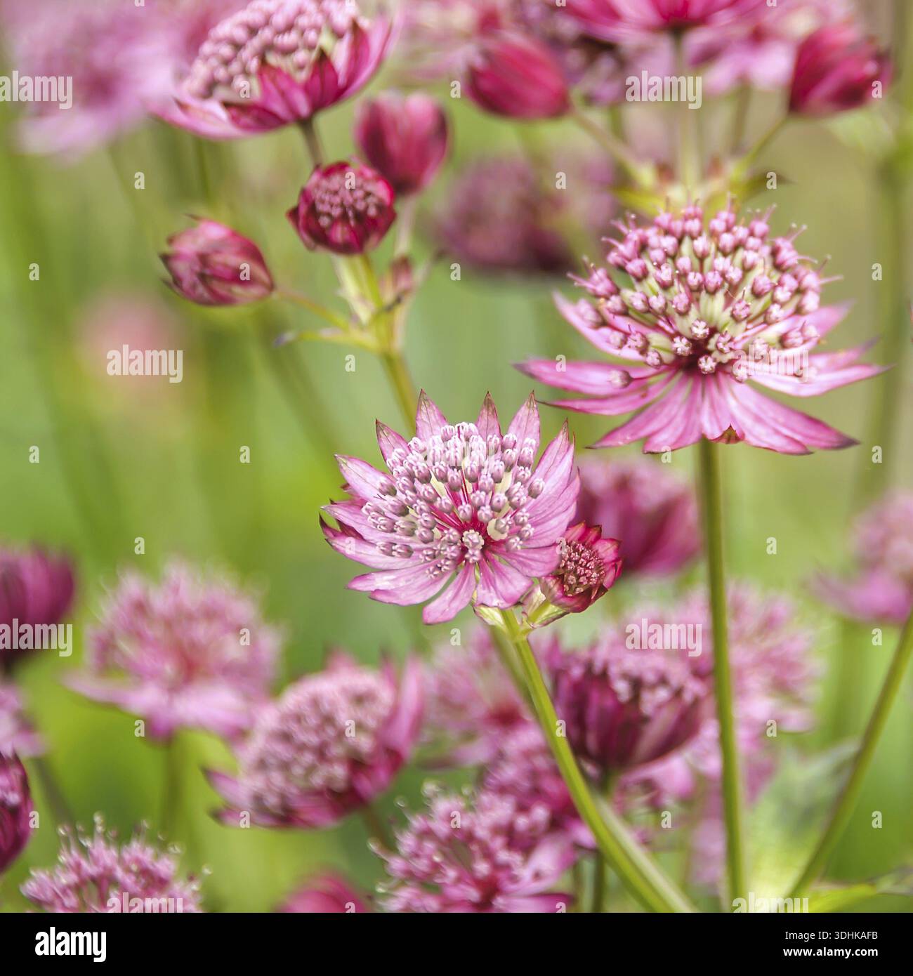Astrantia Major (Astrantia Major 'Rubra'), Familie Merkel, Niederlande Stockfoto