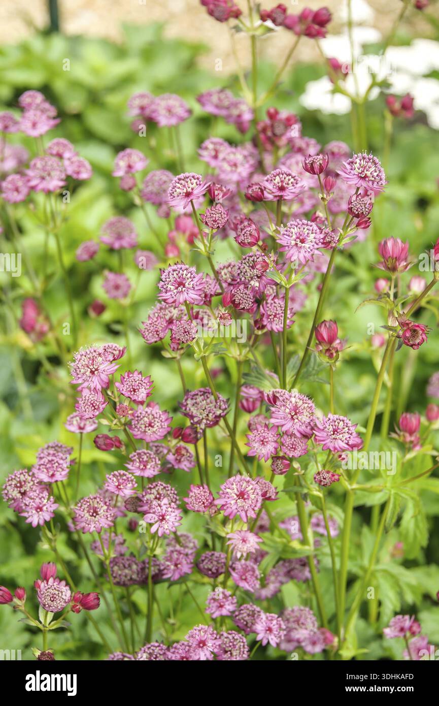 Astrantia Major (Astrantia Major 'Rubra'), Familie Merkel, Niederlande Stockfoto